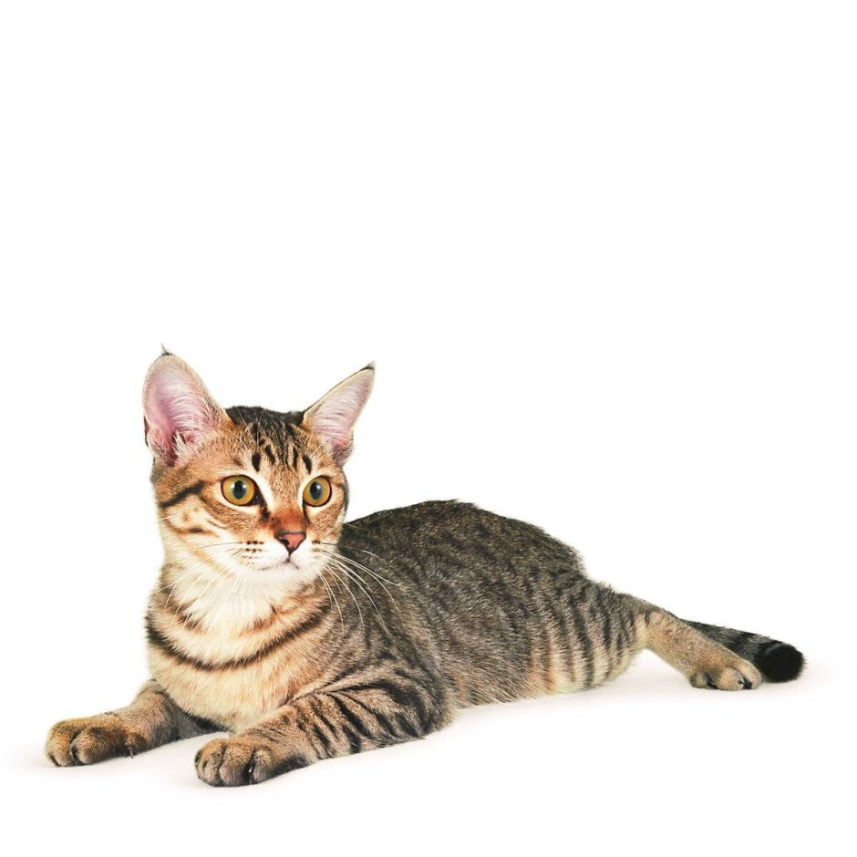 Кот азиатский табби