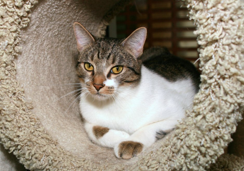 Кот азиатский табби