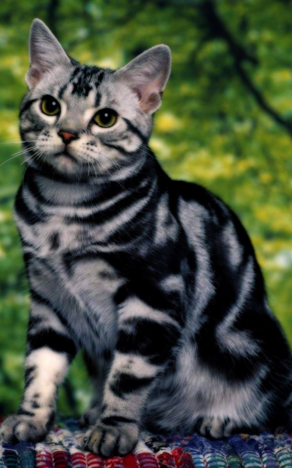 Кот азиатский табби