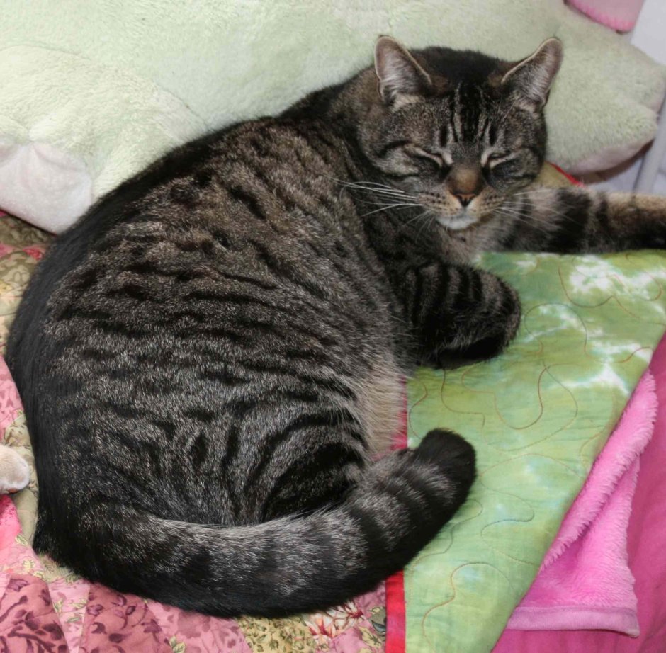 Бенгальский кот раскраска