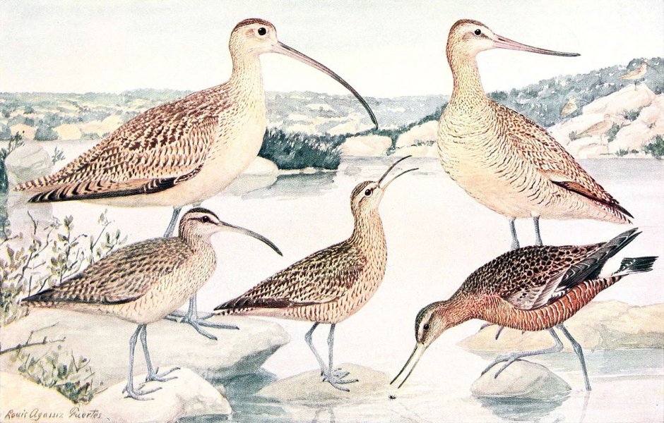 Hudsonian Godwit