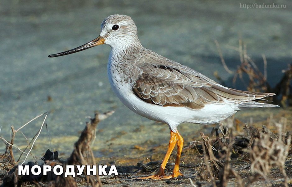 Кулик мородунка