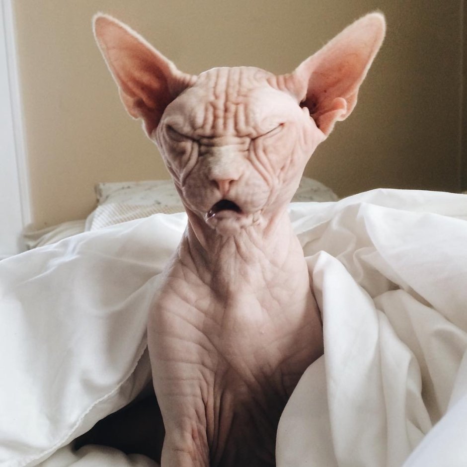 Лысые коты