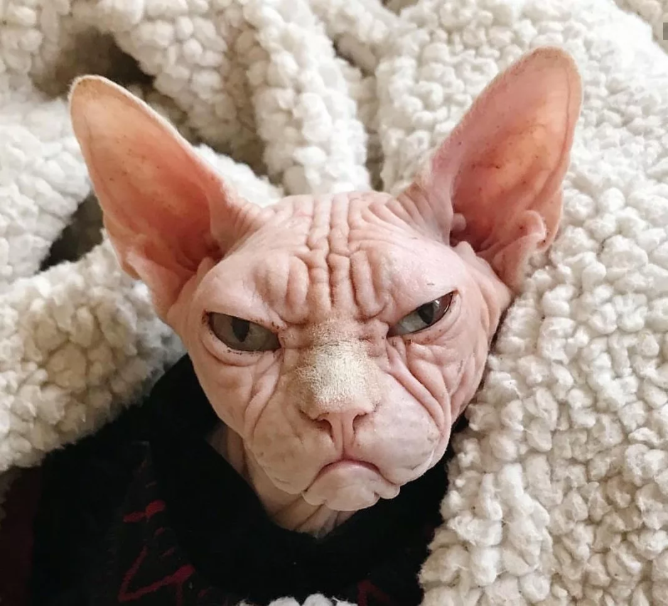 Сфинкс кошка