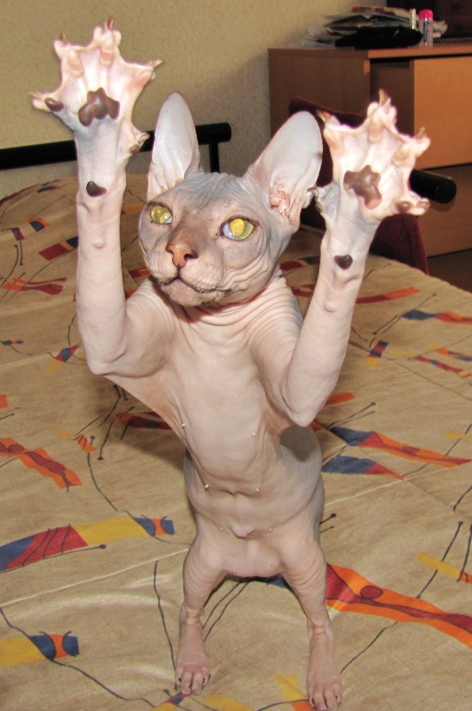 Смешные лысые коты