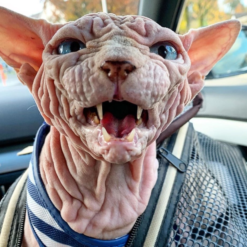 Коты лапы сфинкс