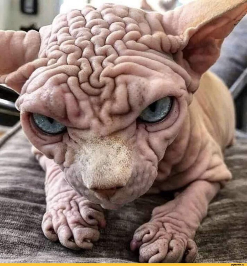 Смешные лысые котята