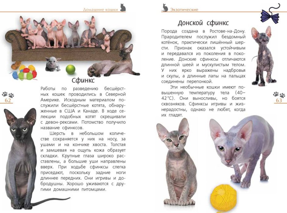 Донской сфинкс описание для детей