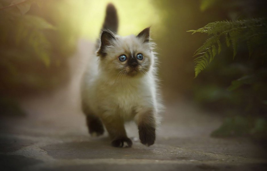 Кот порода Рэгдолл котята