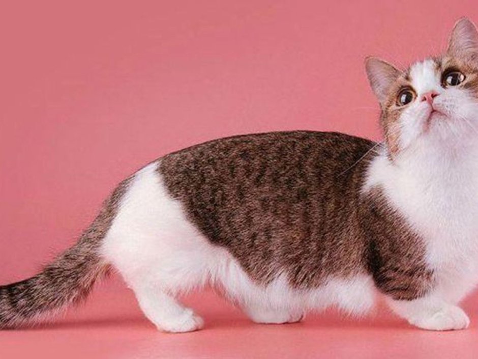 Манчкин кошка