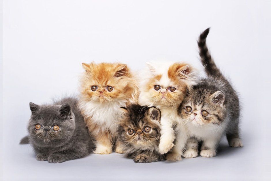 Персидские котята