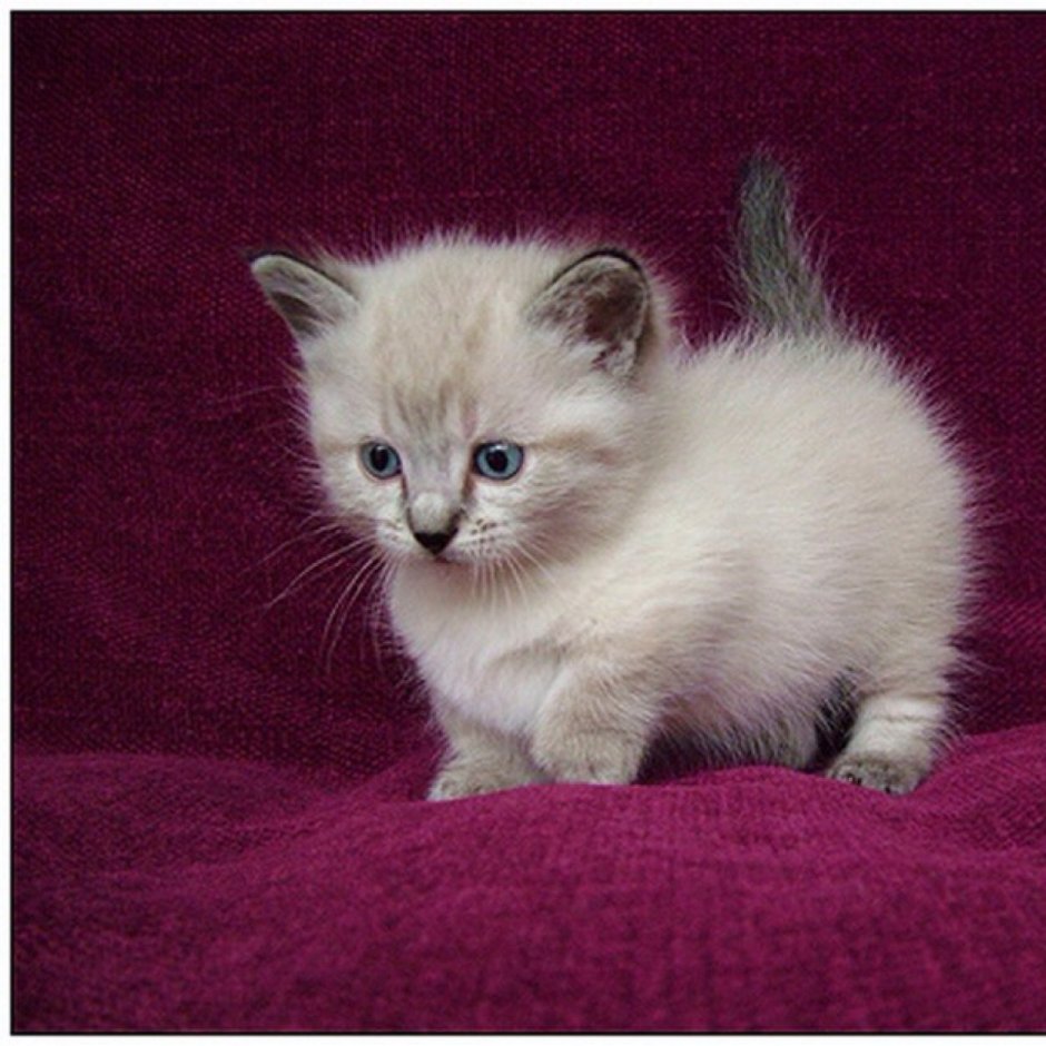 Манчкин котята