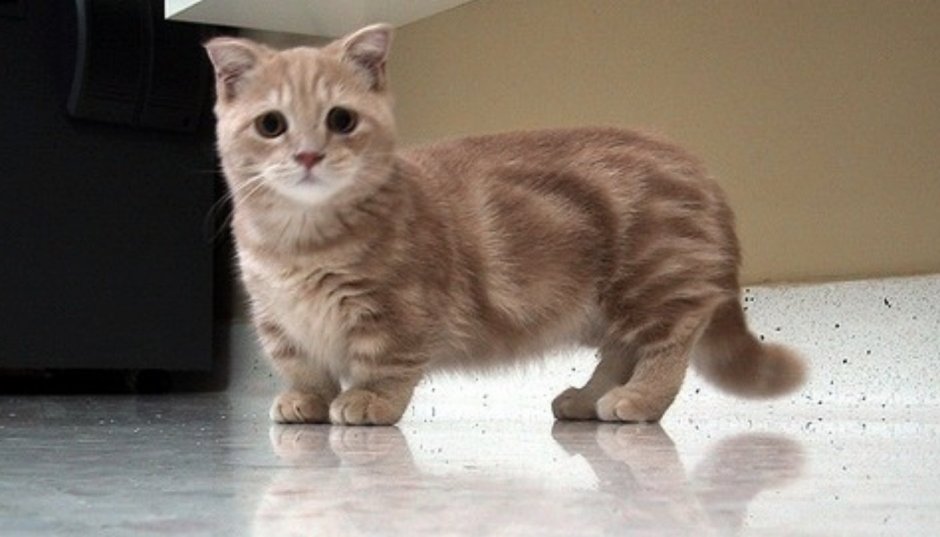 Манчкин кот
