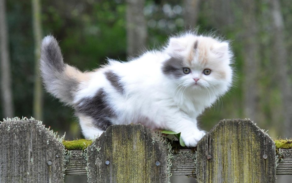 Манчкин длинношерстный котенок