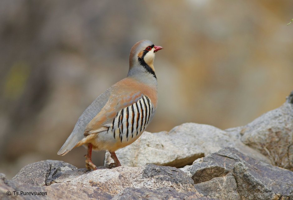 Кеклик азиатский - Alectoris Chukar