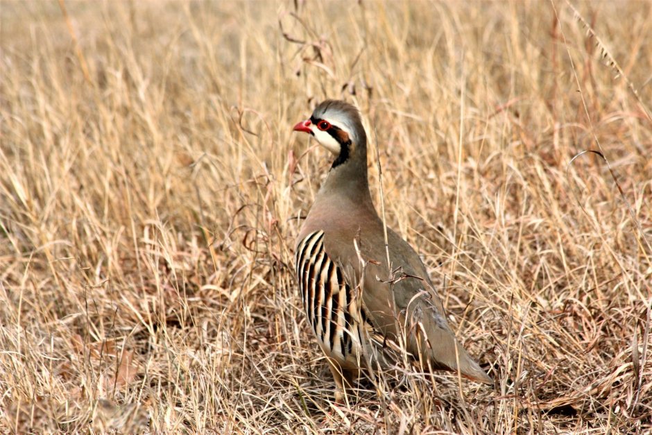 Arabian Partridge