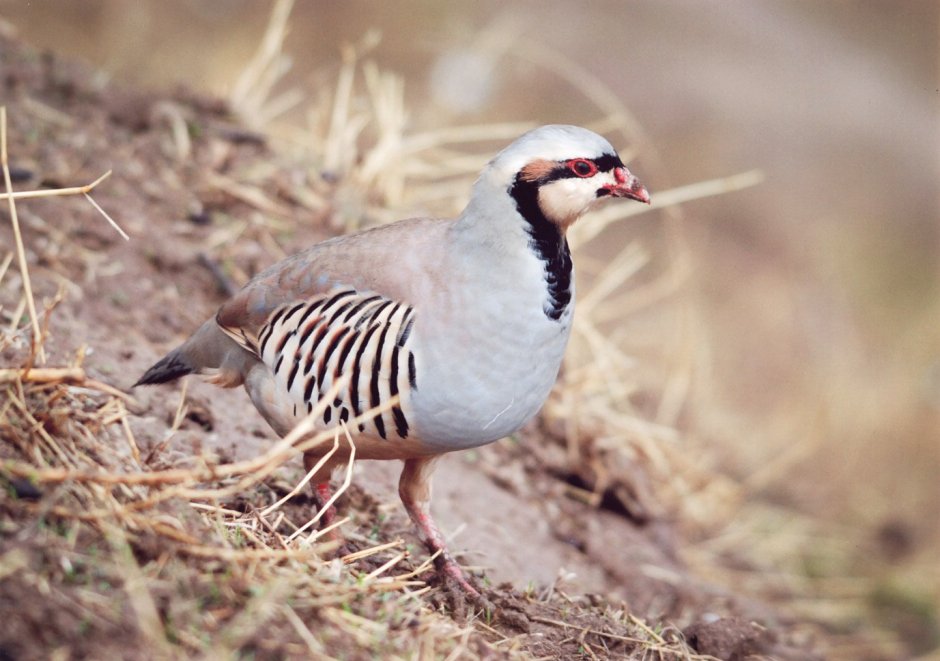 Серая куропатка (Perdix Perdix)