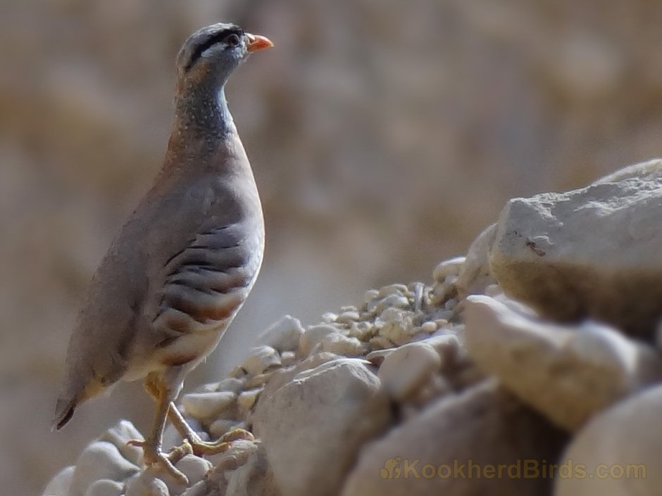 Ammoperdix griseogularis
