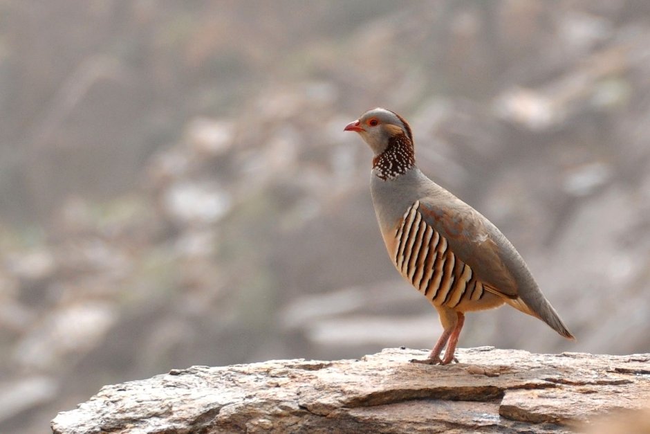 Barbary Partridge
