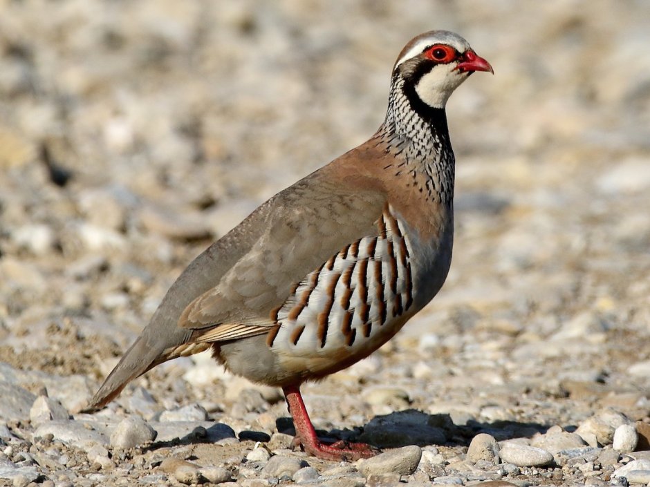 Alectoris Graeca