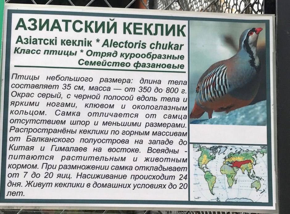 Кеклик каменная куропатка