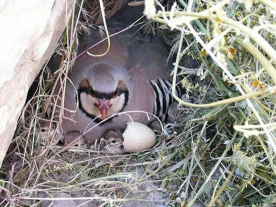 Chukar Partridge
