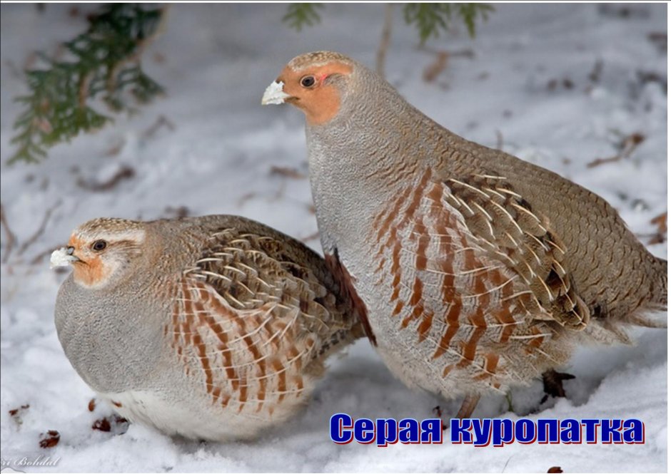 Птица чукара