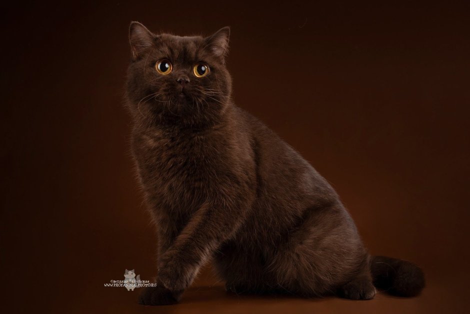 Шотландская вислоухая циннамон