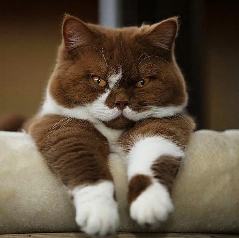 Бурма циннамон