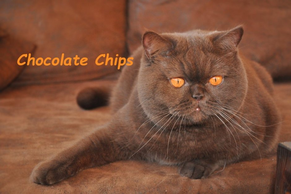 Британский циннамон