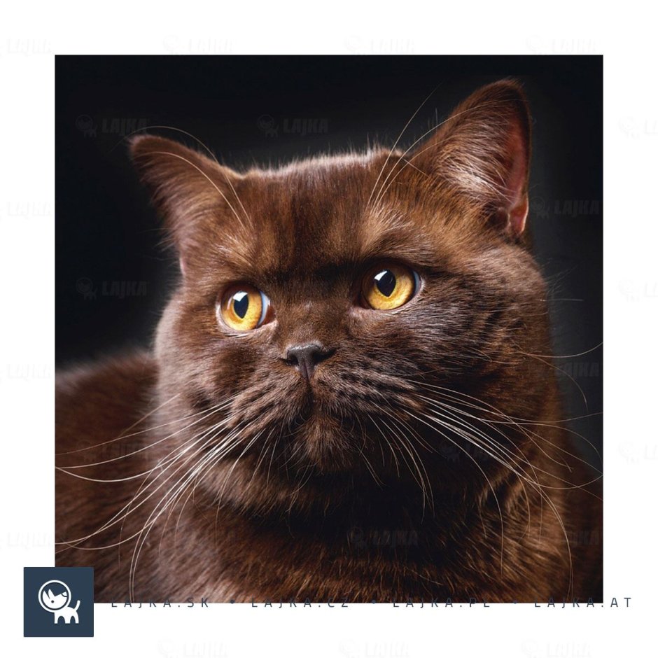 Коричневый котик