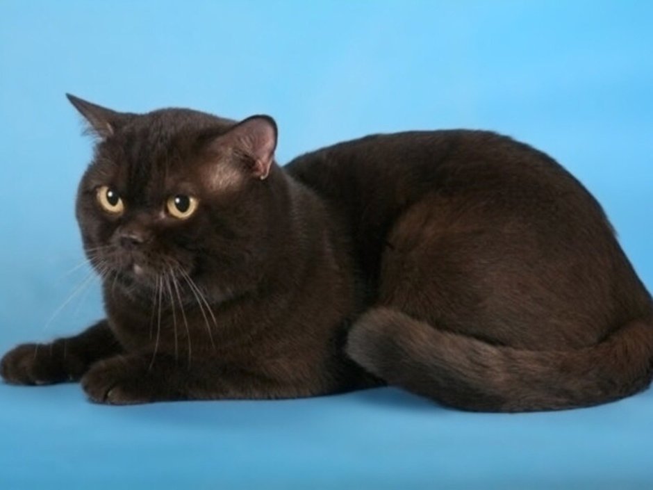 Шоколадная британка с желтыми глазами