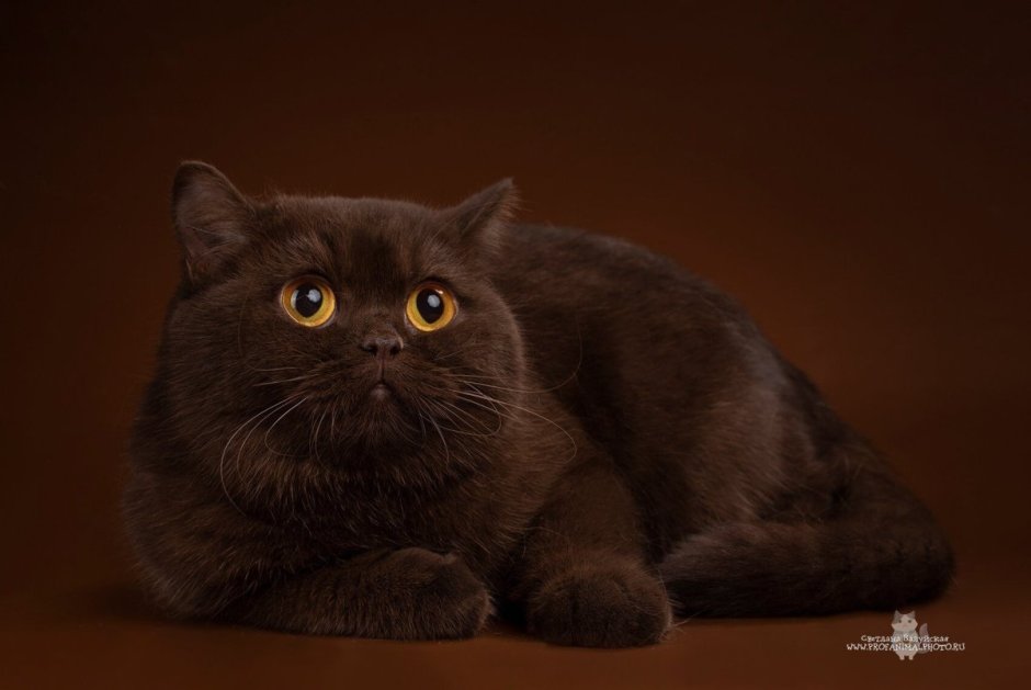 Британский кот циннамон биколор