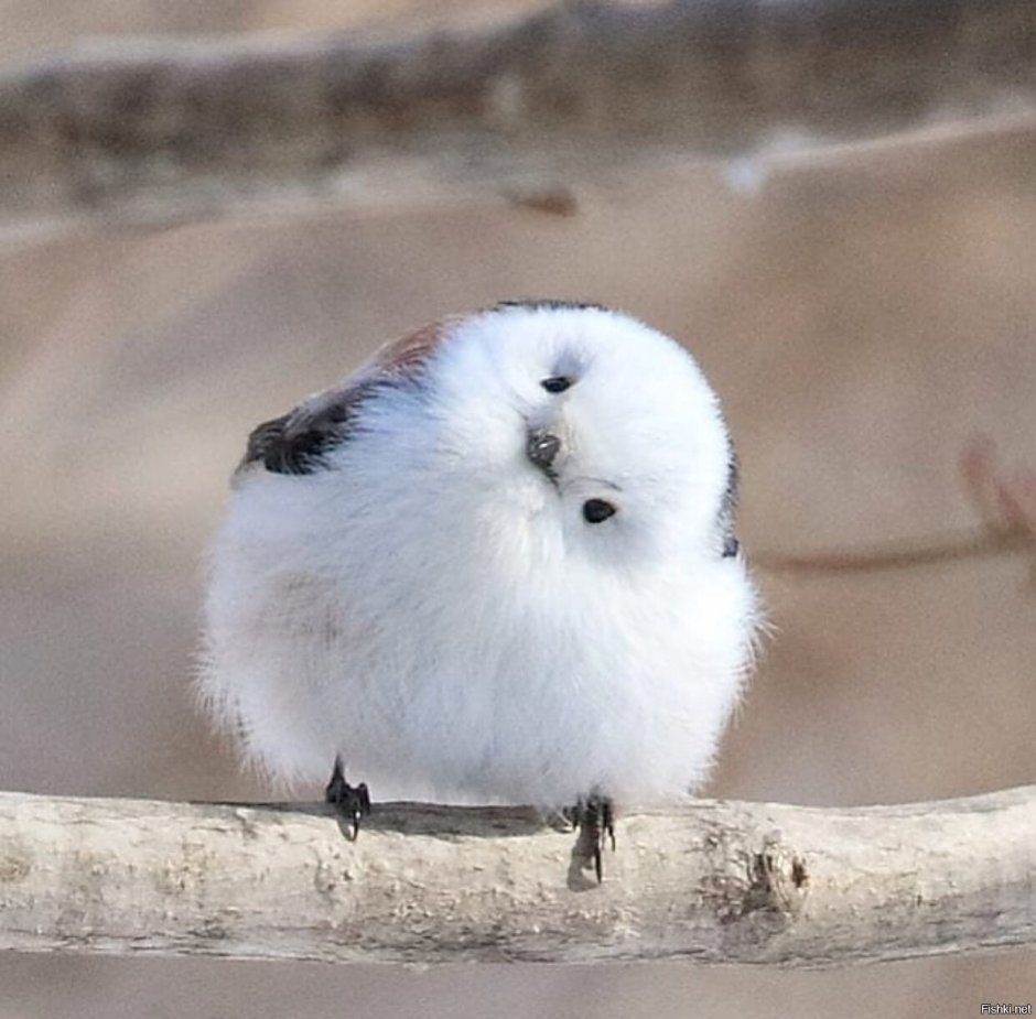 Сибирский лемминг Lemmus sibiricus