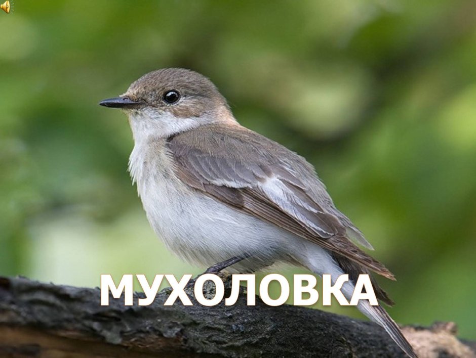 Длиннохвостая синица