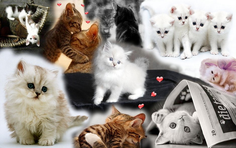 Коллаж кот