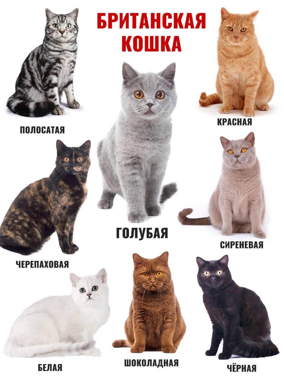 Породы кошек шотландцы и британцы