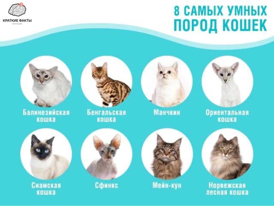 Самые умные породы кошек с фотографиями и названиями