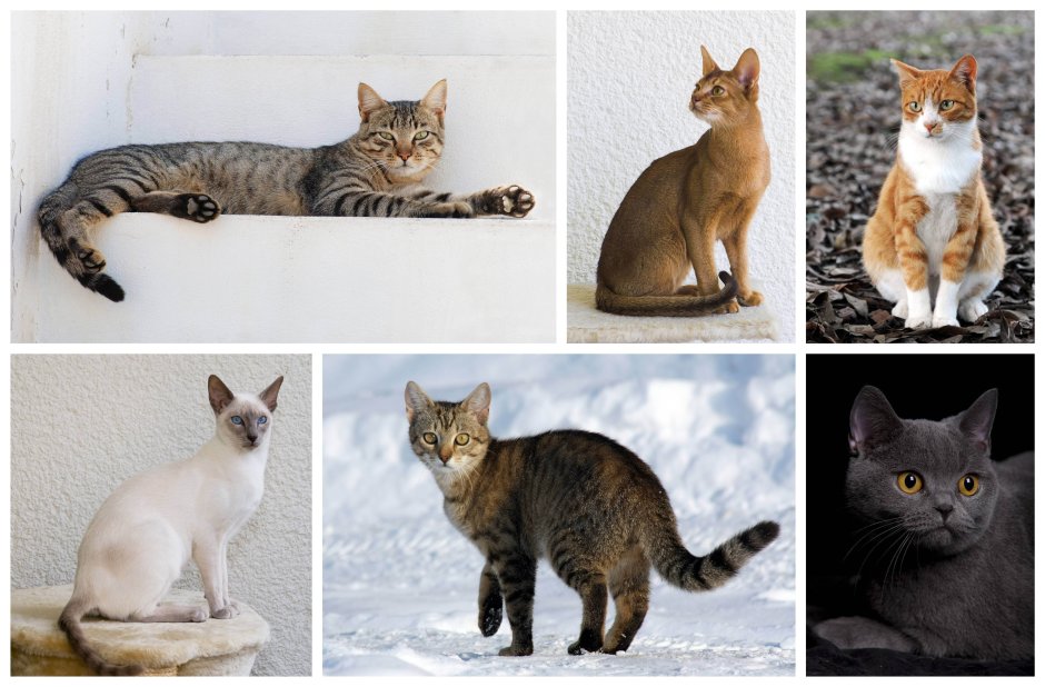 Окрасы домашних кошек