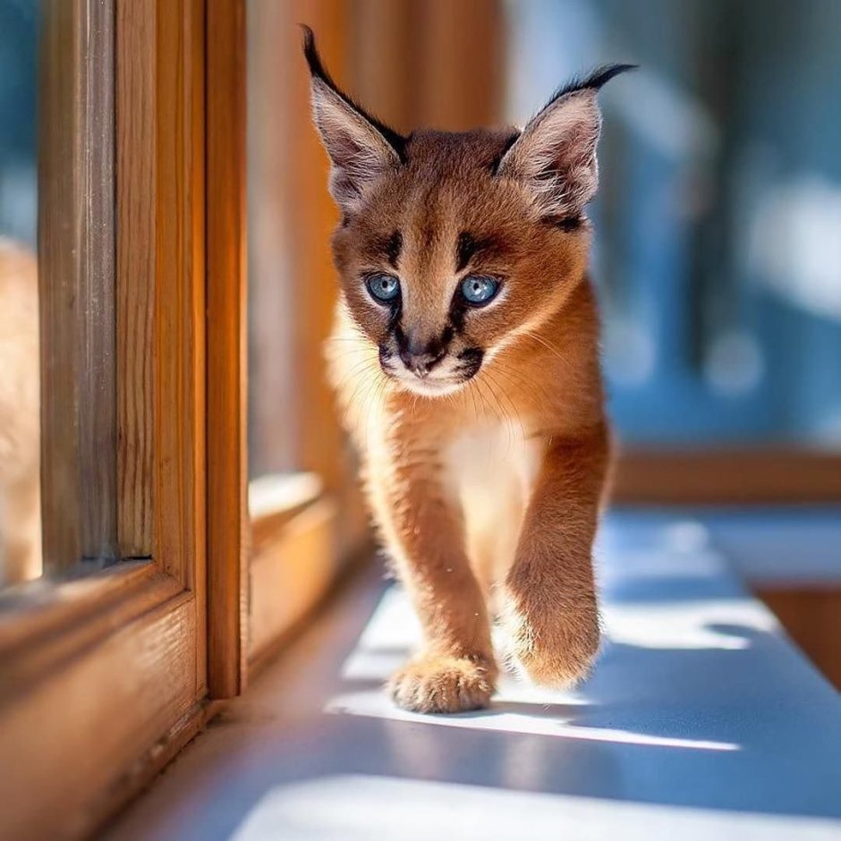 Сиамская кошка и каракал