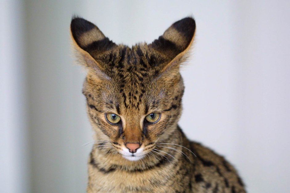 Самая маленькая кошка
