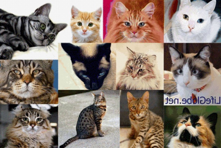 Разные расцветки кошек