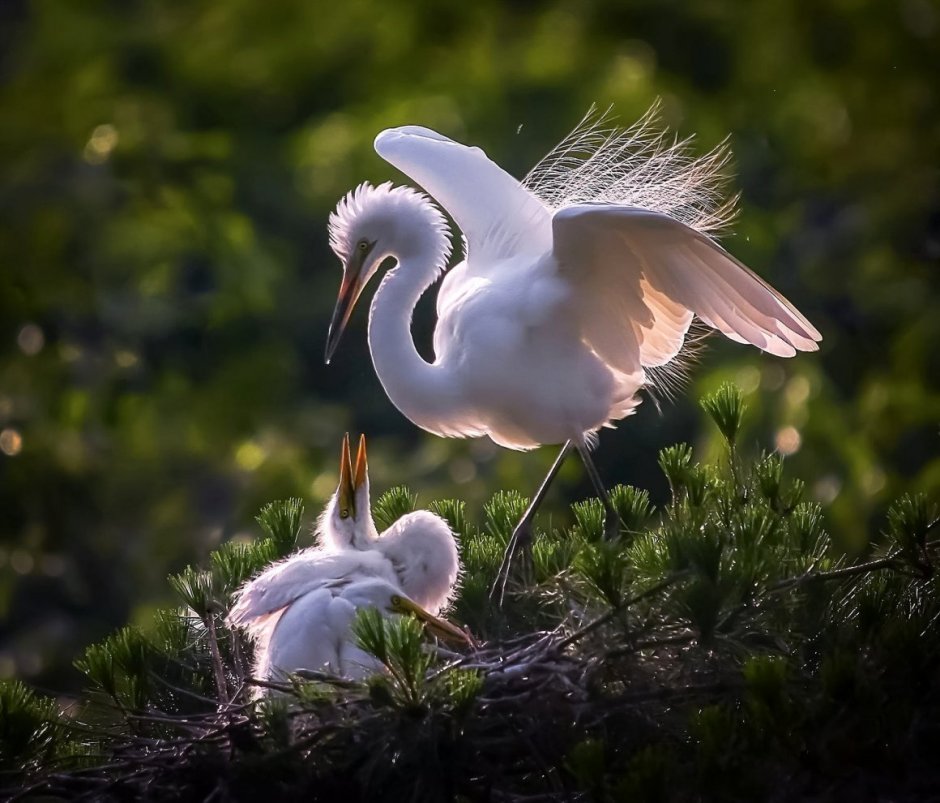 Природа с животными