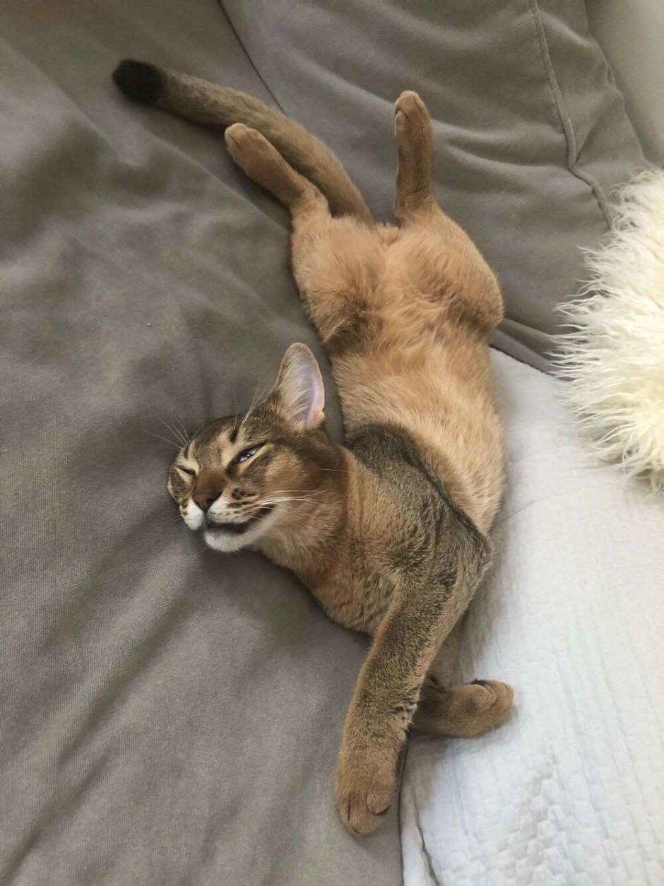 Шлепа кот