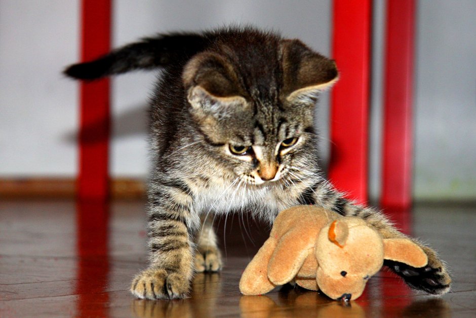 Игривая кошечка