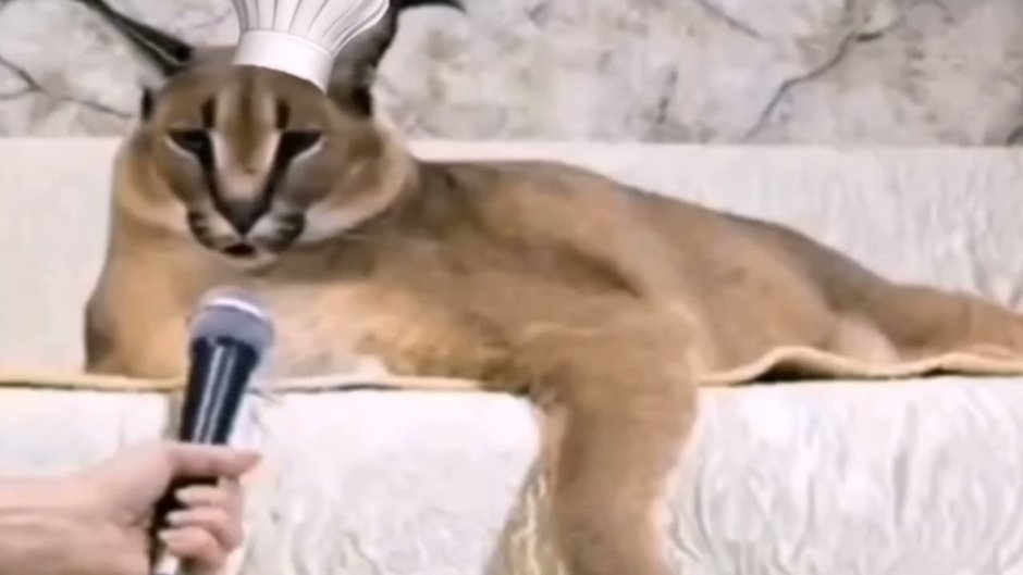Кот Мем