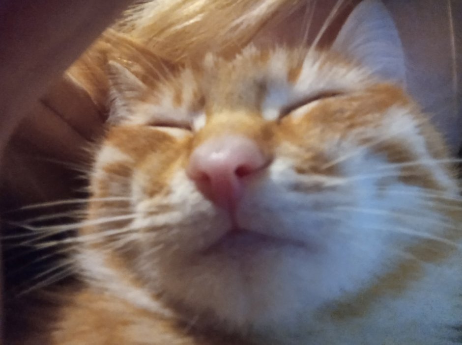 Котик за компьютером