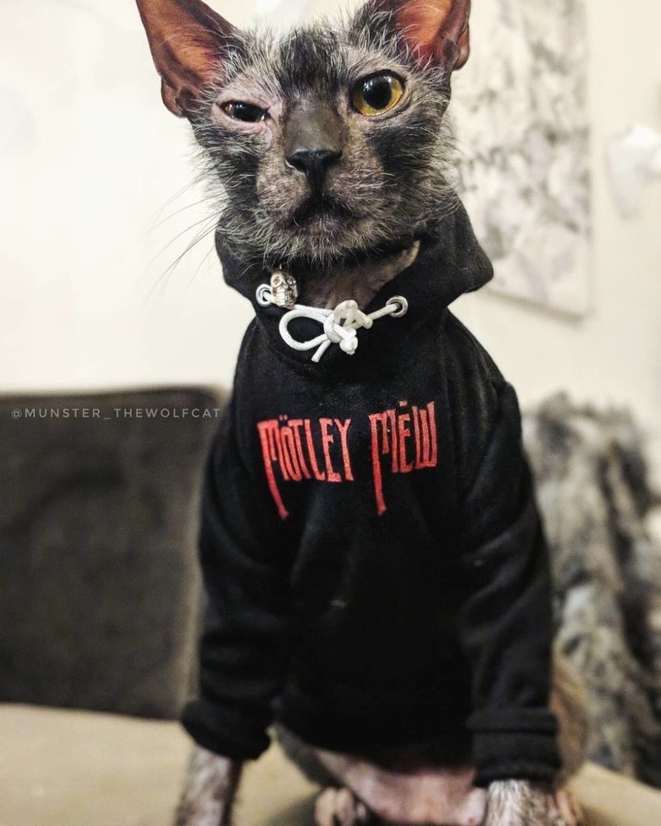 Кот вцепился в руку