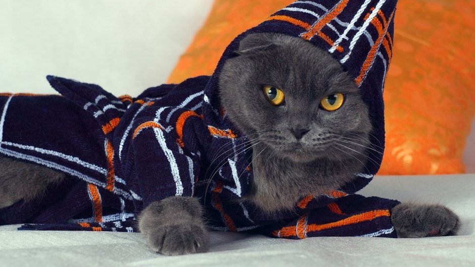 Крутые коты