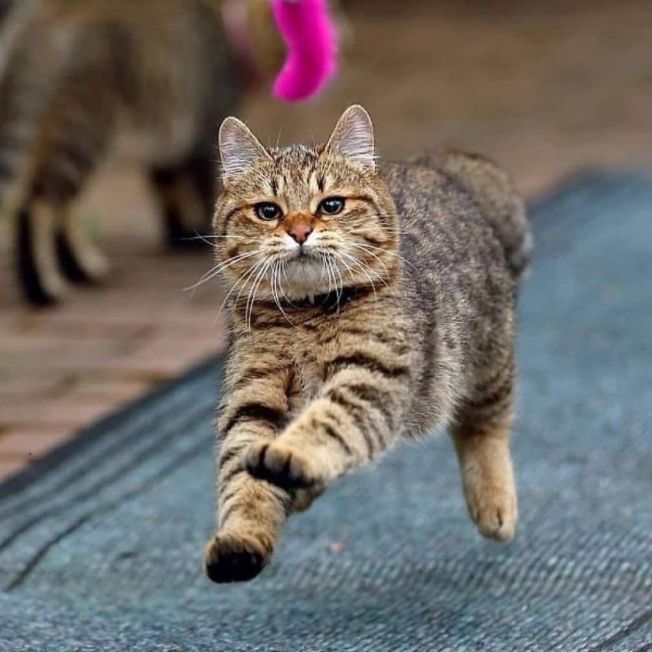 Кот несет котенка за шкирку